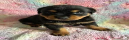Rottweiler dogs for sale: Bentley - Ad 1