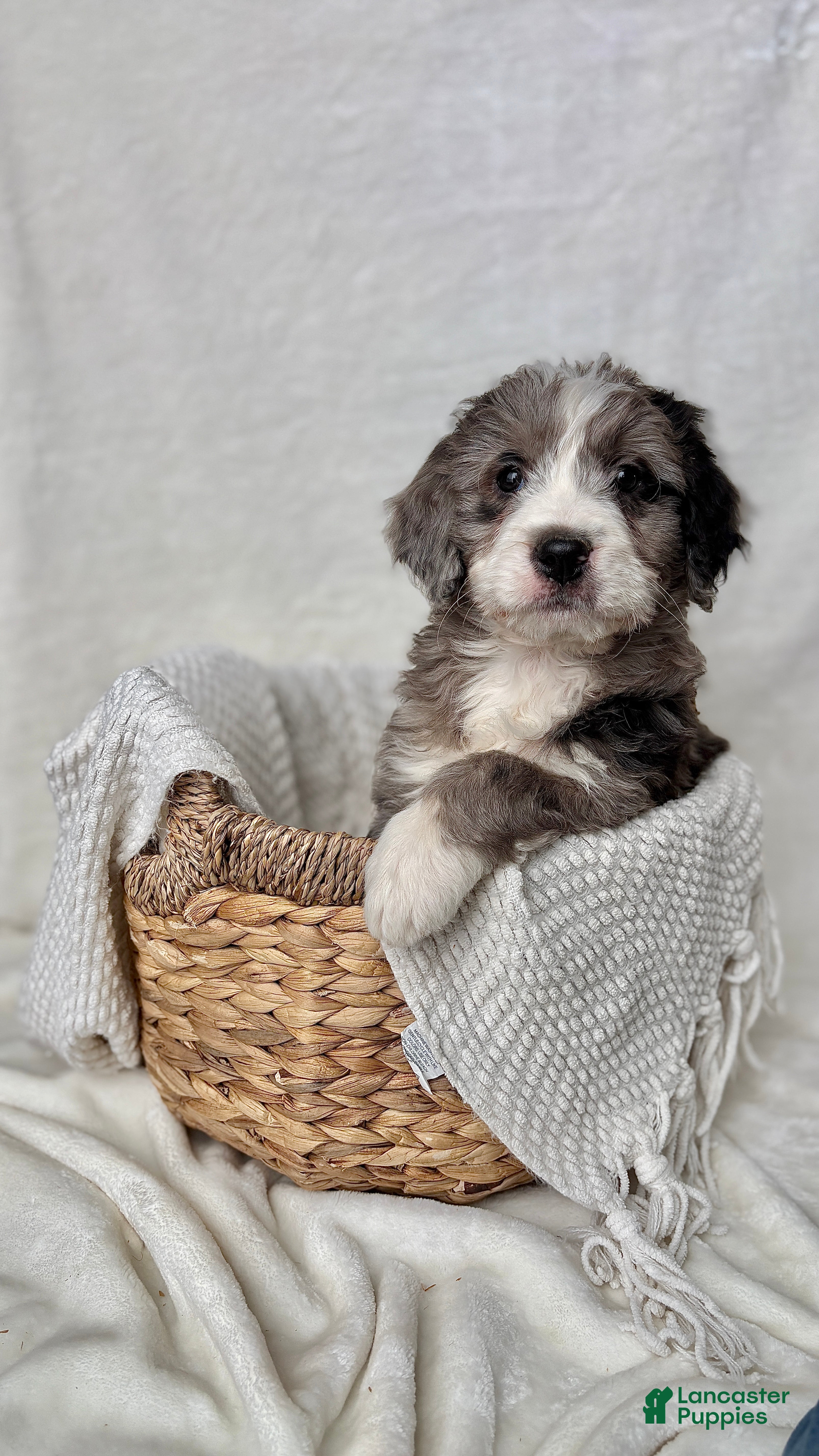 Bernedoodle dogs Rocky - Ad 31