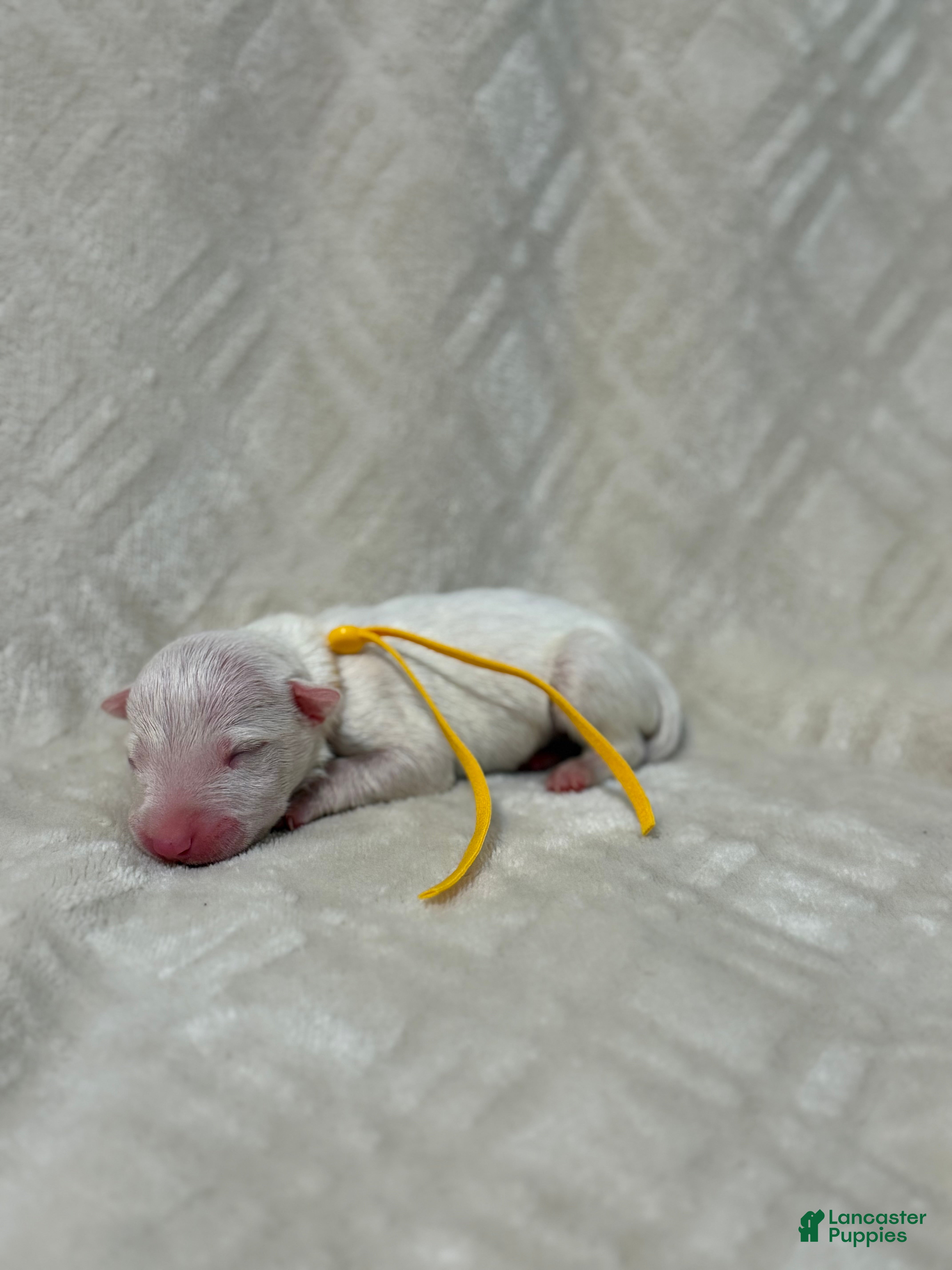 Bull Terrier dogs for sale: BOY 6 - Ad 2
