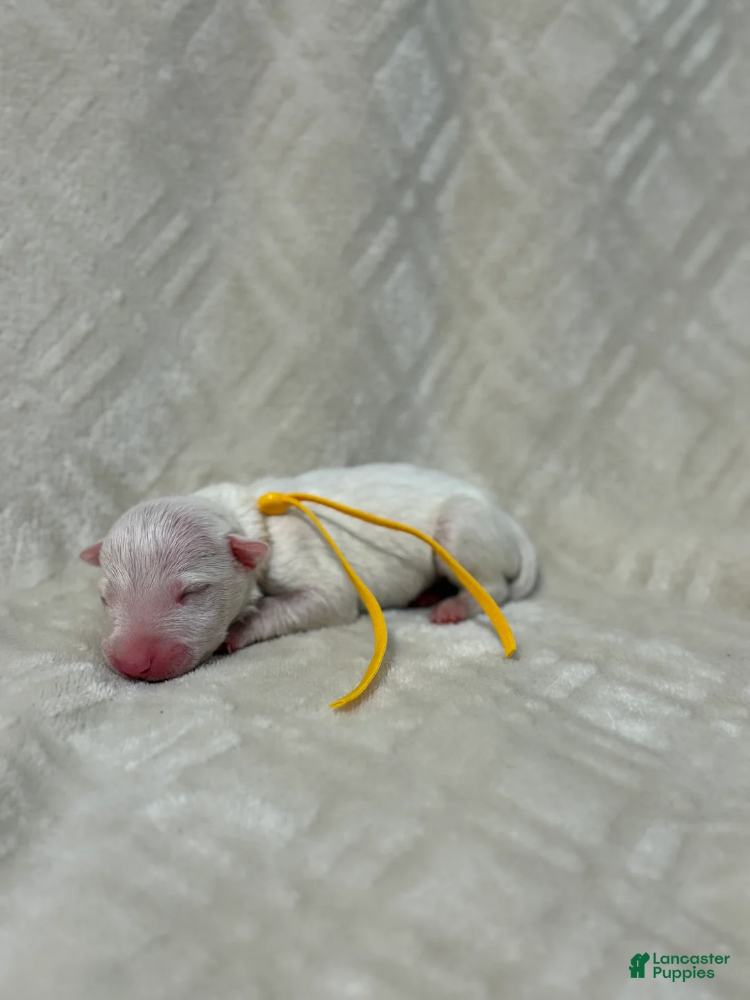 Bull Terrier dogs for sale: BOY 6 - Ad 2
