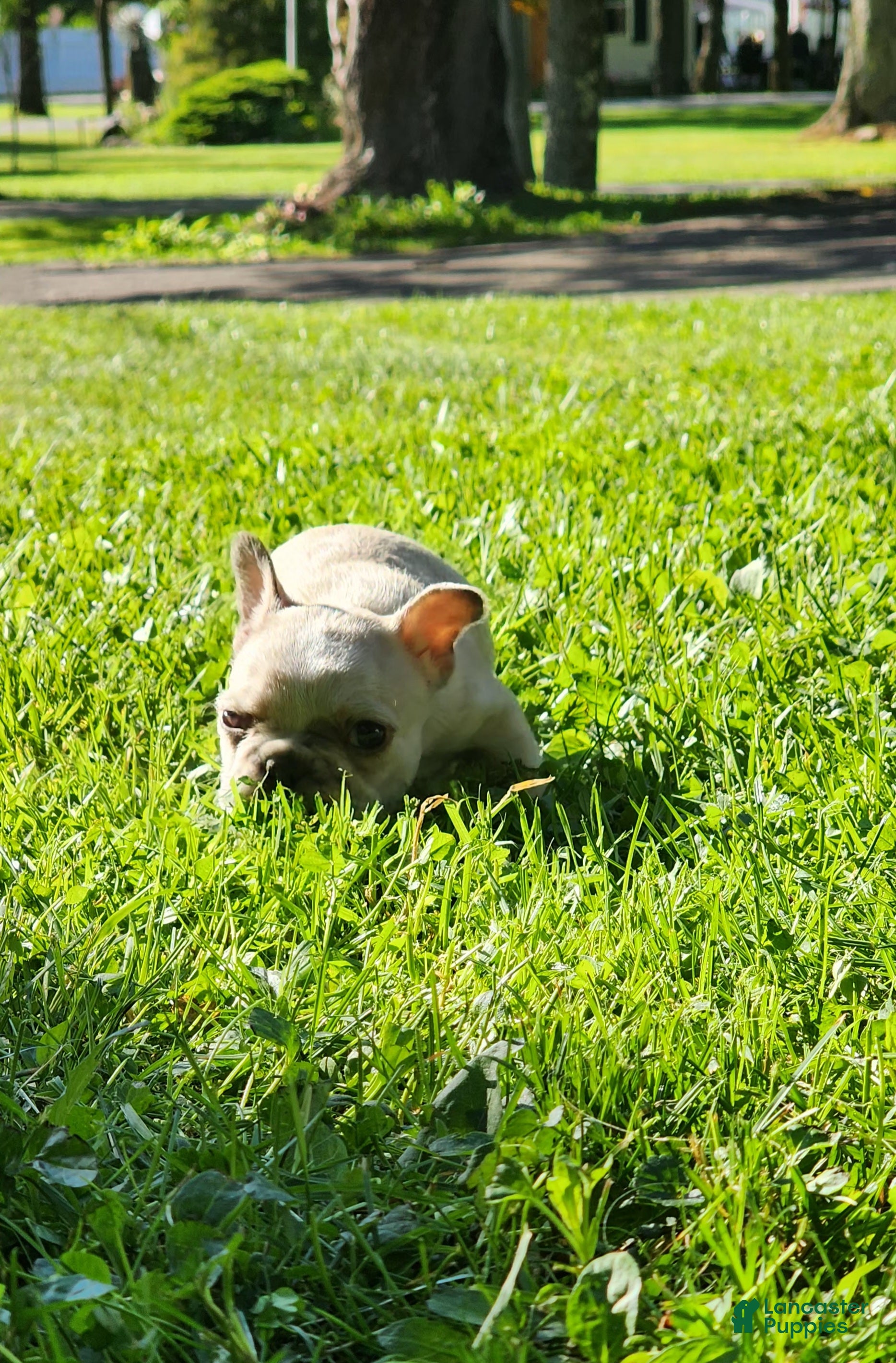 French Bulldog dogs Mello - Ad 1