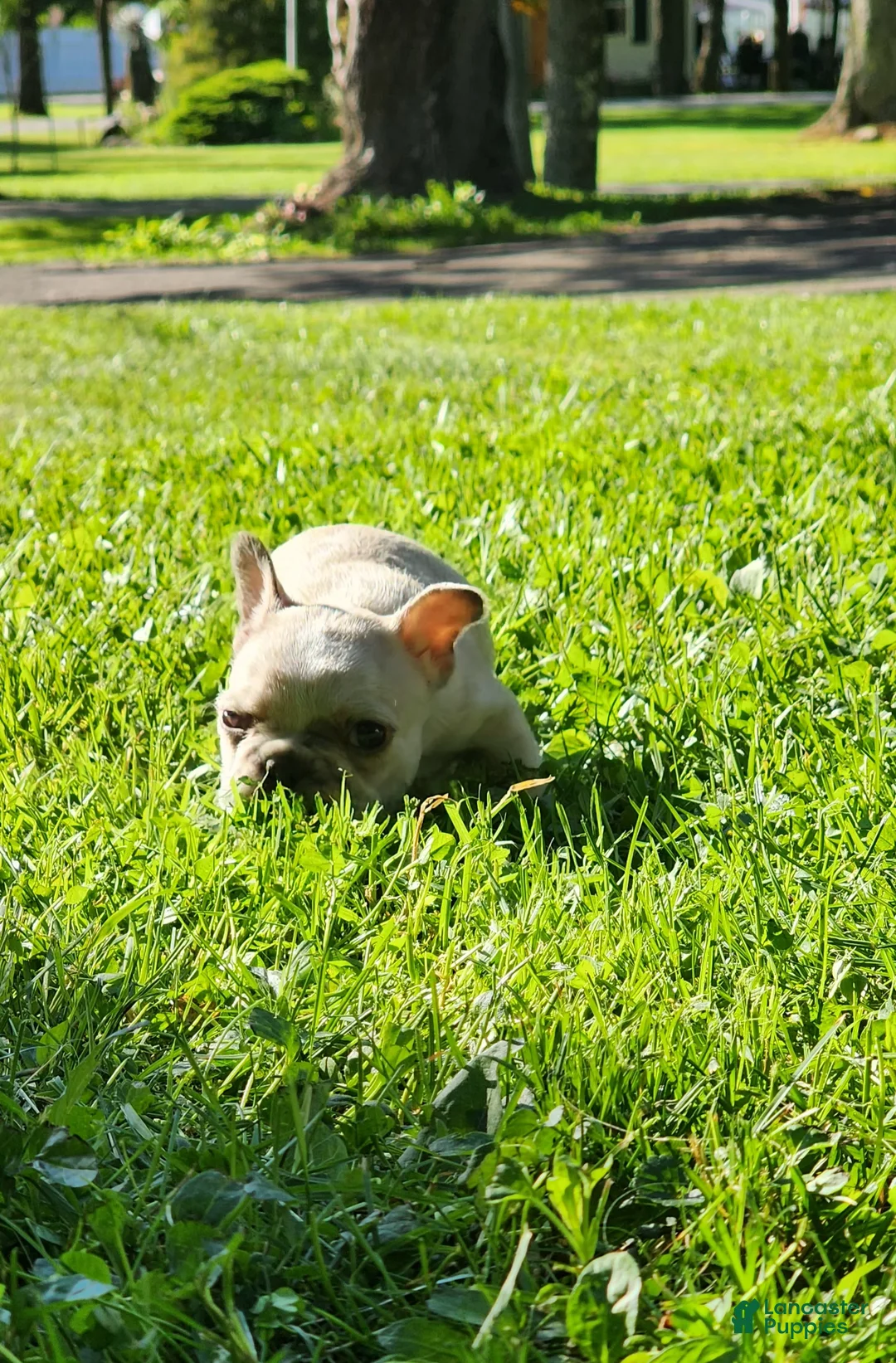 French Bulldog dogs for sale: Mello - Ad 1