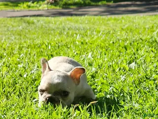 French Bulldog dogs for sale: Mello - Ad 1