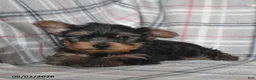 Yorkshire Terrier dogs for sale: Wonton - Ad 3
