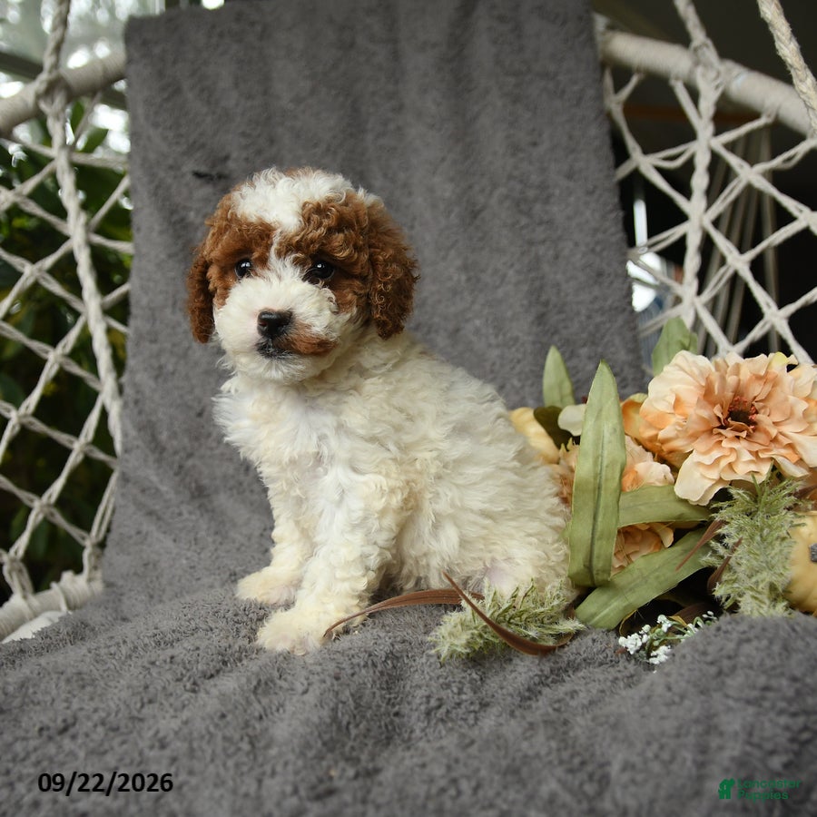 Goldendoodle dogs Genevive - Ad 2