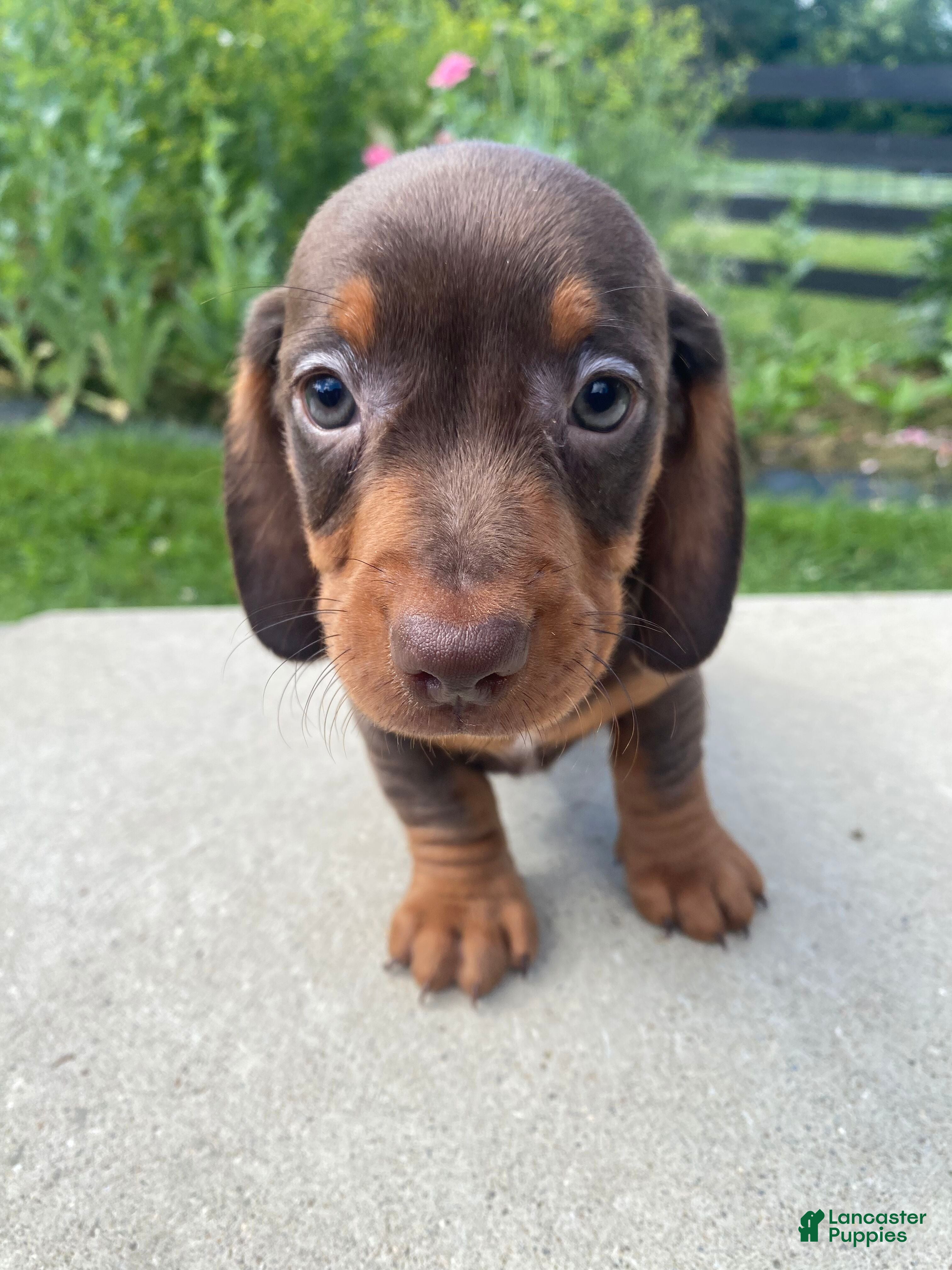 Miniature Dachshund dogs Ryder - Ad 2