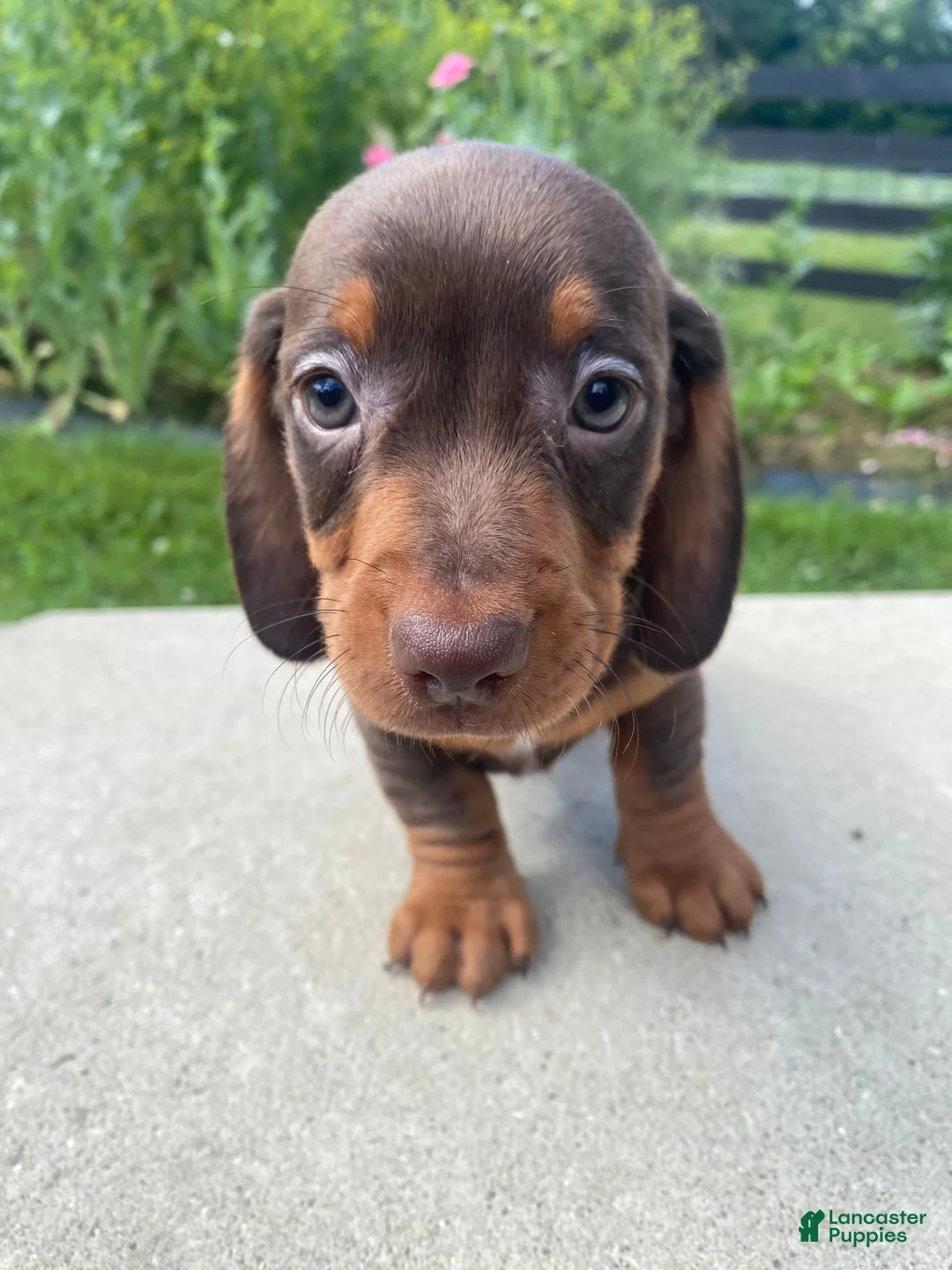 Miniature Dachshund dogs for sale: Ryder - Ad 2