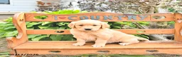 Golden Retriever dogs for sale: Blessing - Ad 4