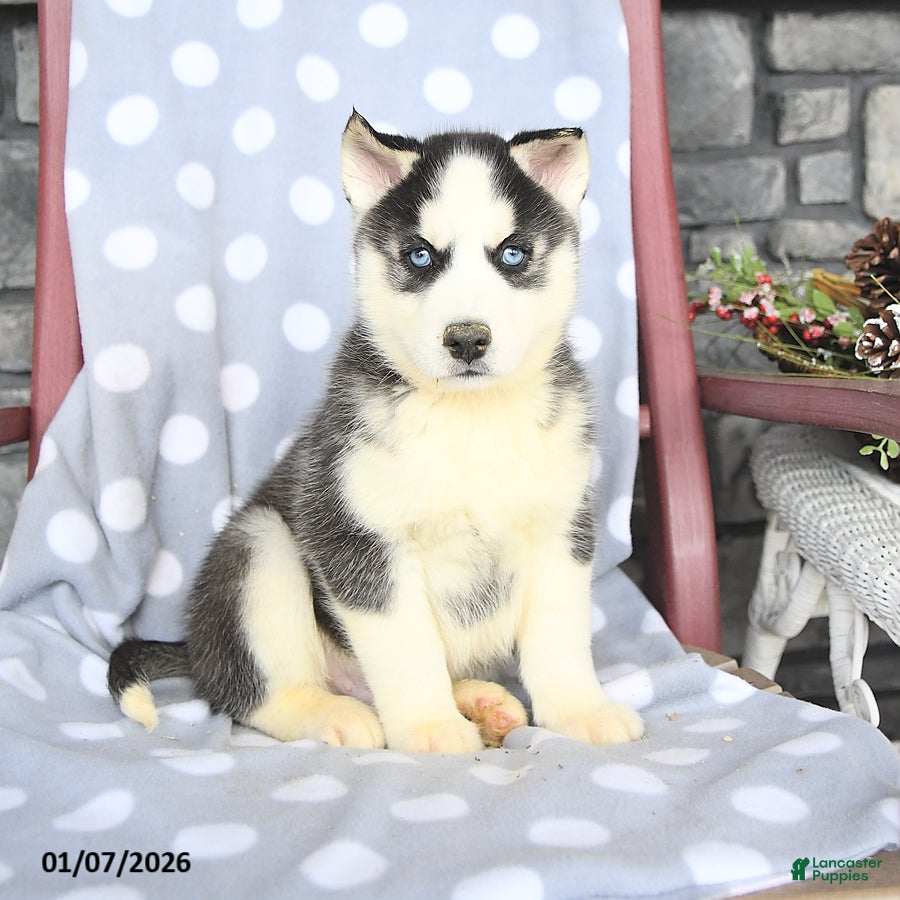 Siberian Husky dogs Alex - Ad 8