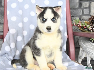 Siberian Husky dogs Alex - Ad 13
