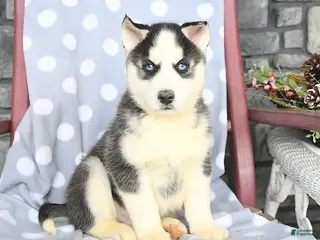 Siberian Husky dogs Alex - Ad 27