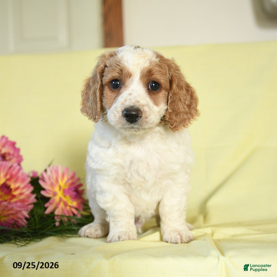 Mini Goldendoodle dogs Watson - Ad 1