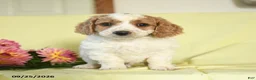 Mini Goldendoodle dogs for sale: Watson - Ad 1