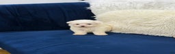 Maltese dogs for sale: Maltese  - Ad 1