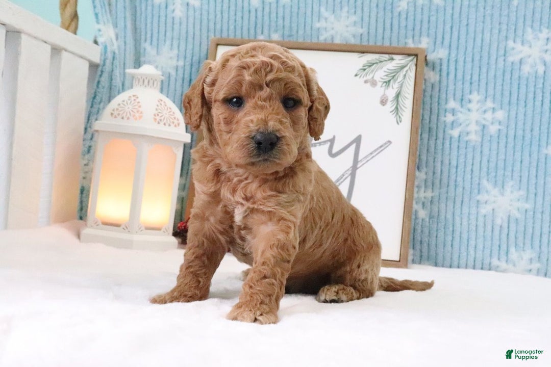 Mini Goldendoodle dogs for sale: Bryson - Ad 2