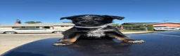 Mixed Breed dogs for sale: Harley  - Ad 3