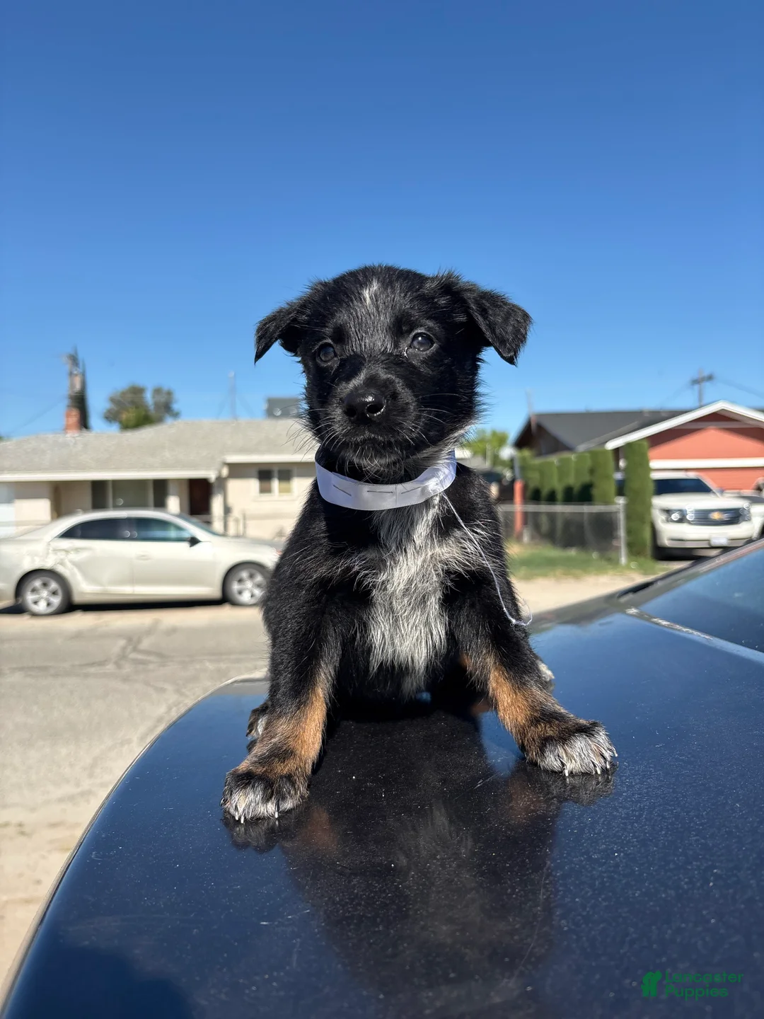 Mixed Breed dogs for sale: Harley  - Ad 3