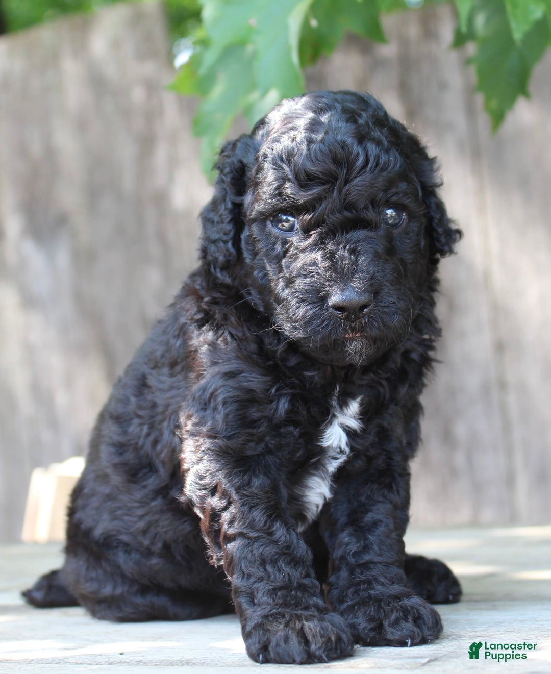 Cane Corso Akc Tail Docking Standards English Mastiff Mastiff