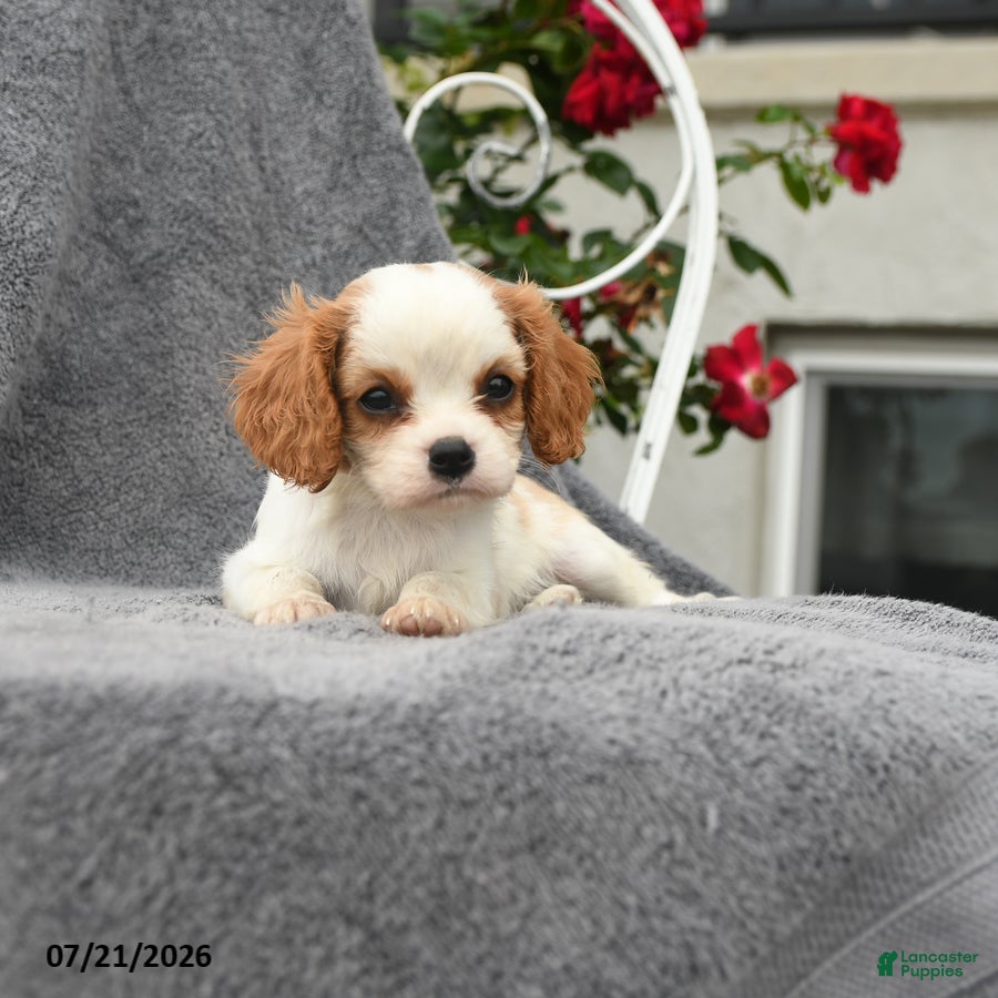 Cavalier King Charles Spaniel dogs Scarlett - Ad 2
