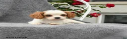 Cavalier King Charles Spaniel dogs for sale: Scarlett - Ad 2