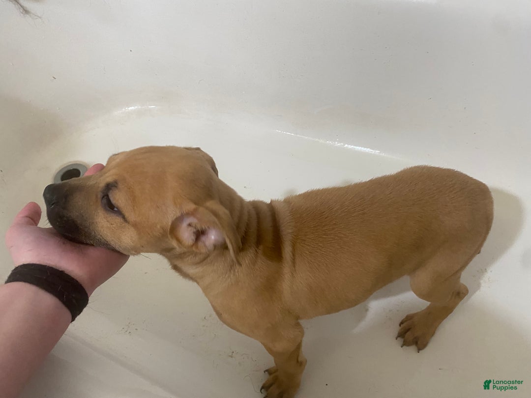 Mixed Breed dogs for sale: Syn - Ad 4