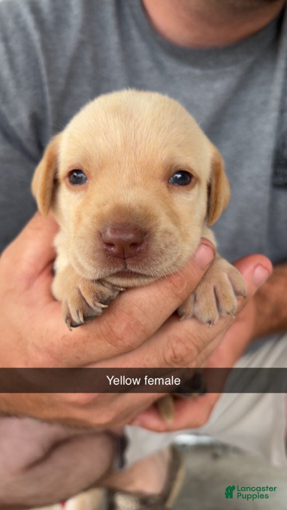 Labrador Retriever dogs Yellow Female - Ad 22