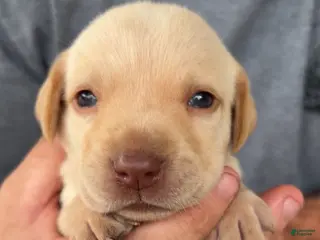 Labrador Retriever dogs Yellow Female - Ad 22