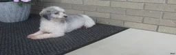 Havapoo dogs for sale: Cory - Ad 7