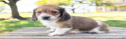 Miniature Dachshund dogs for sale: Huxley - Ad 1