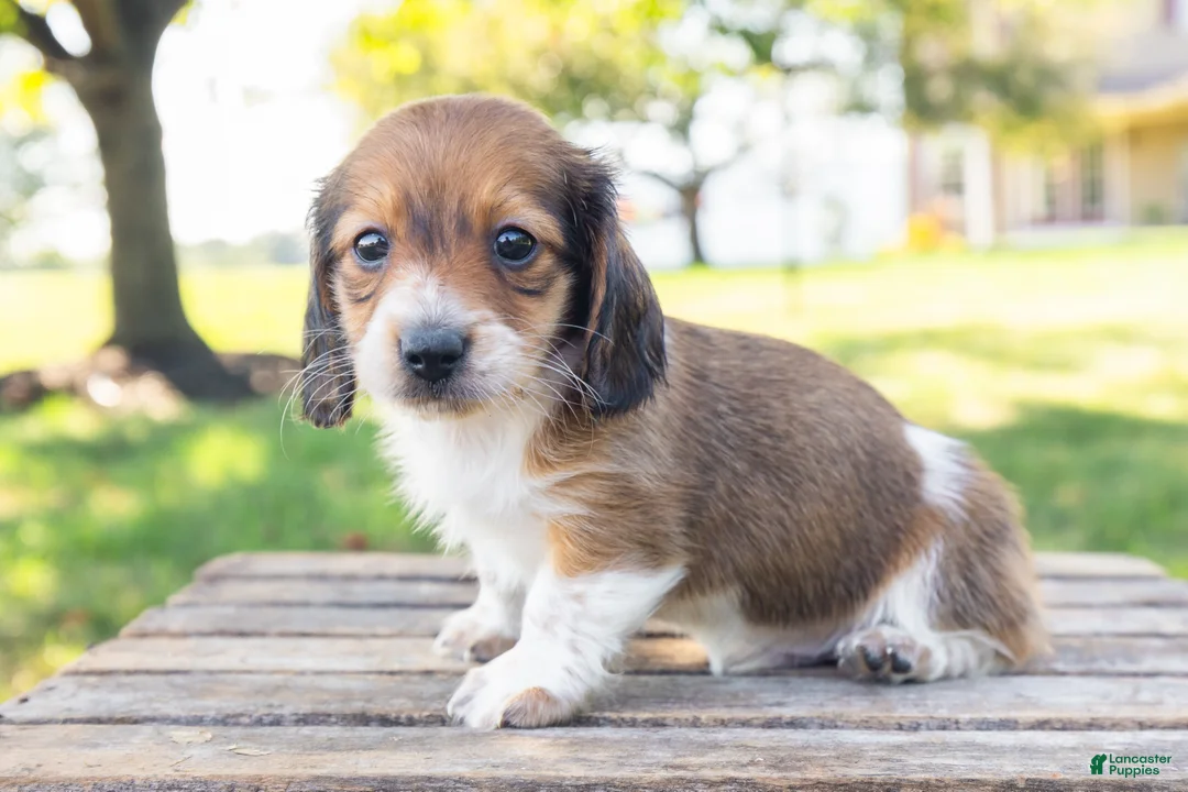Miniature Dachshund dogs for sale: Huxley - Ad 1