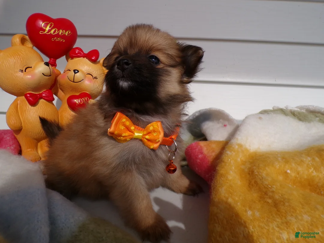 Pomeranian dogs for sale: Pomeranian Puppy 4 Smiley - Ad 3