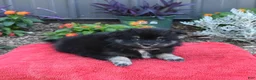 Pomeranian dogs for sale: Houdini - Ad 3