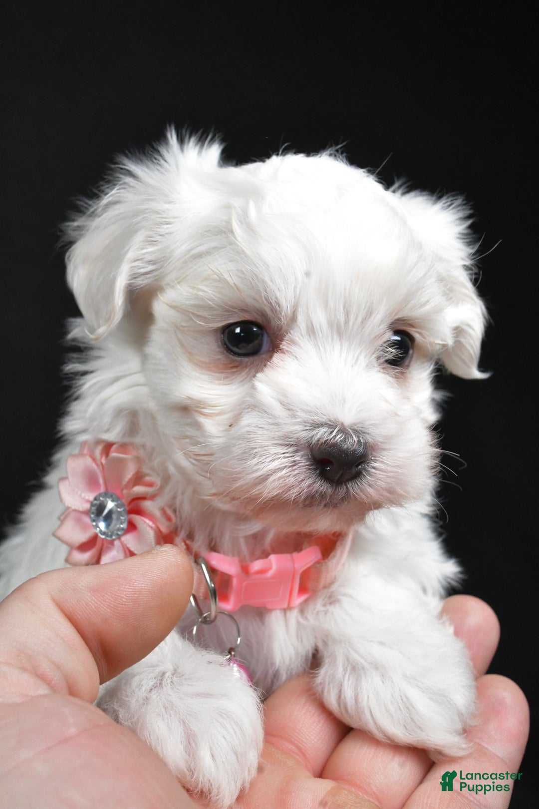 Maltese dogs for sale: Karma - Ad 7