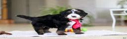 Mini Bernedoodle dogs for sale: Chico - Ad 8