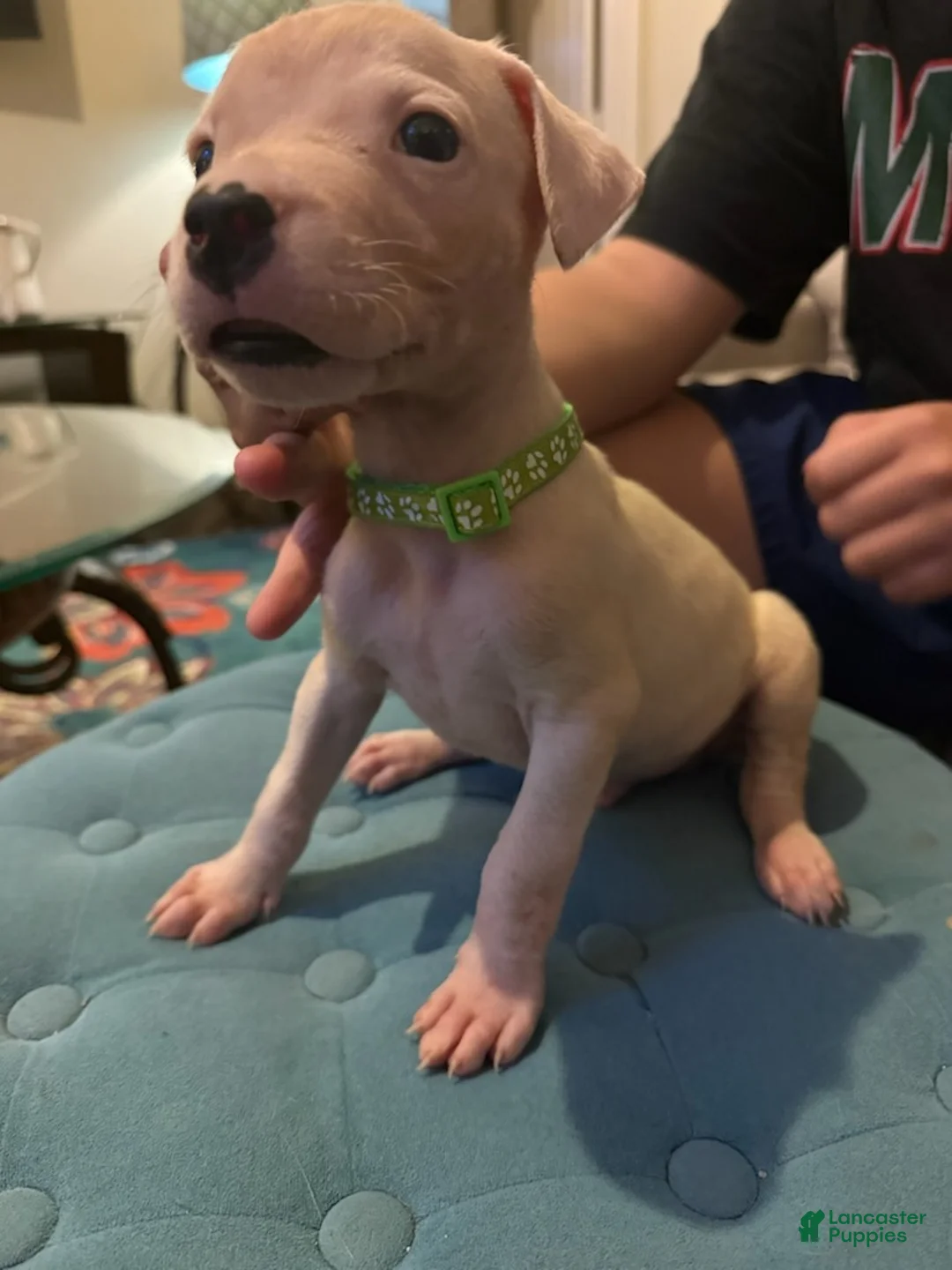 Dogo Argentino dogs for sale: Green Collar - Ad 1