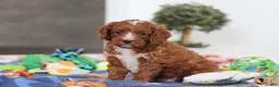 Cavapoo dogs for sale: Jaxon - Ad 6
