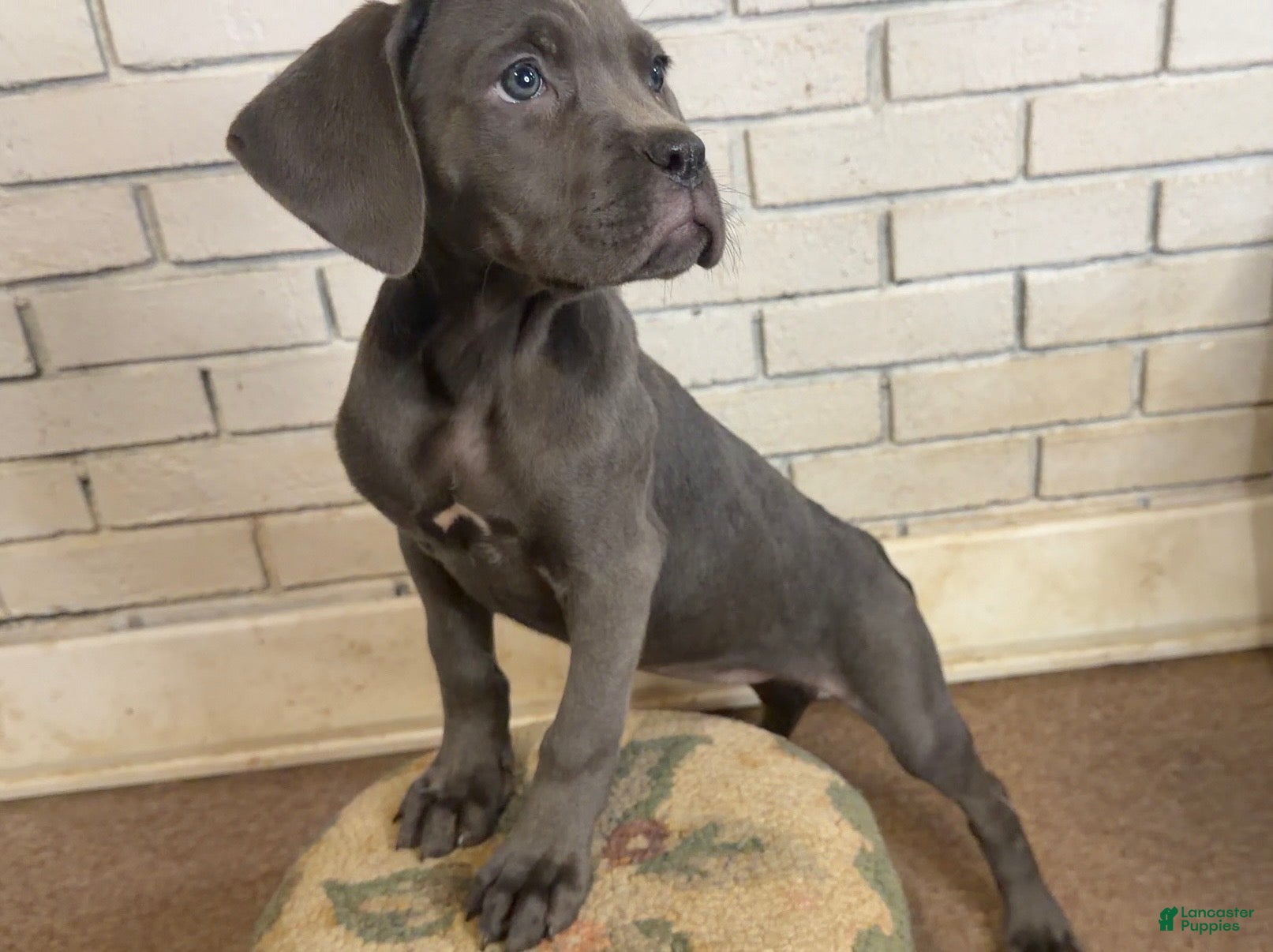 Cane Corso dogs Cane Corso Puppy Grey Girl - Ad 27