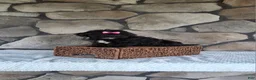 Shihpoo dogs for sale: Shelly - Ad 11