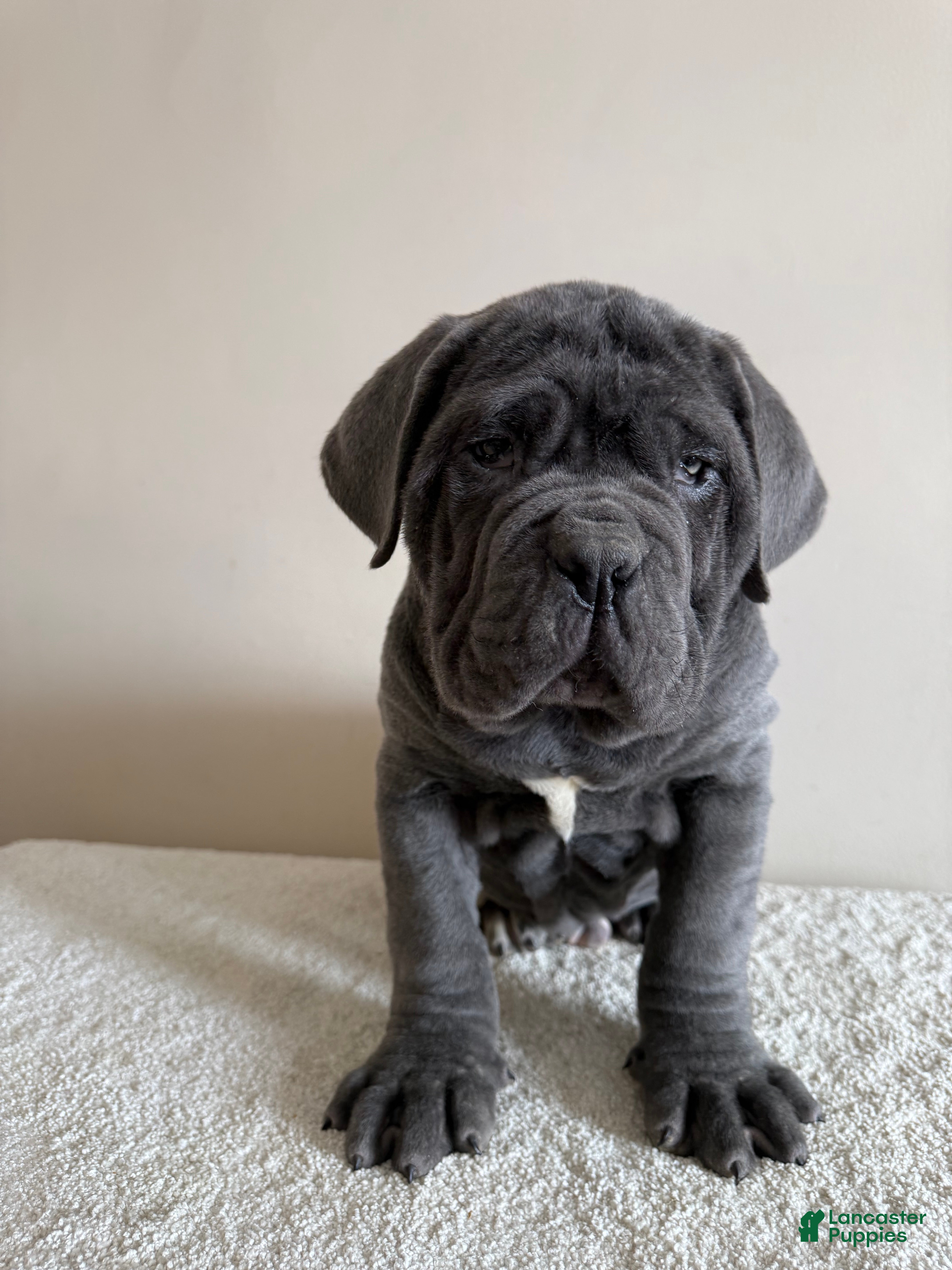 Cane Corso dogs Thor - Ad 2
