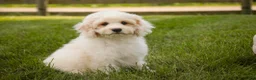 Mixed Breed dogs for sale: Gnome MUNCHKIN BERNEDOODLE - Ad 6