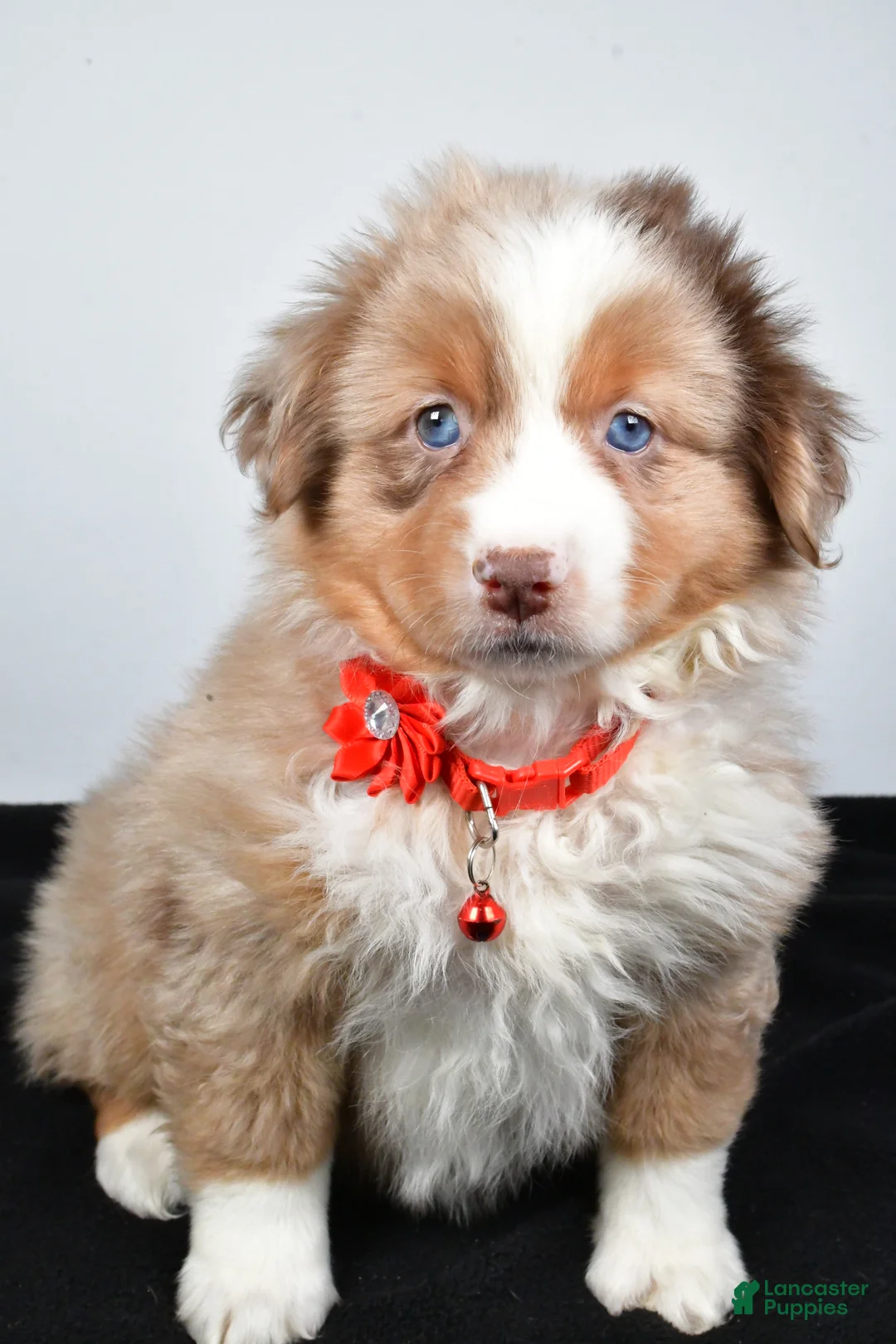 Miniature Australian Shepherd dogs for sale: Ruby - Ad 8