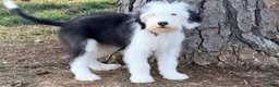 Old English Sheepdog dogs for sale: GUS  - Ad 2