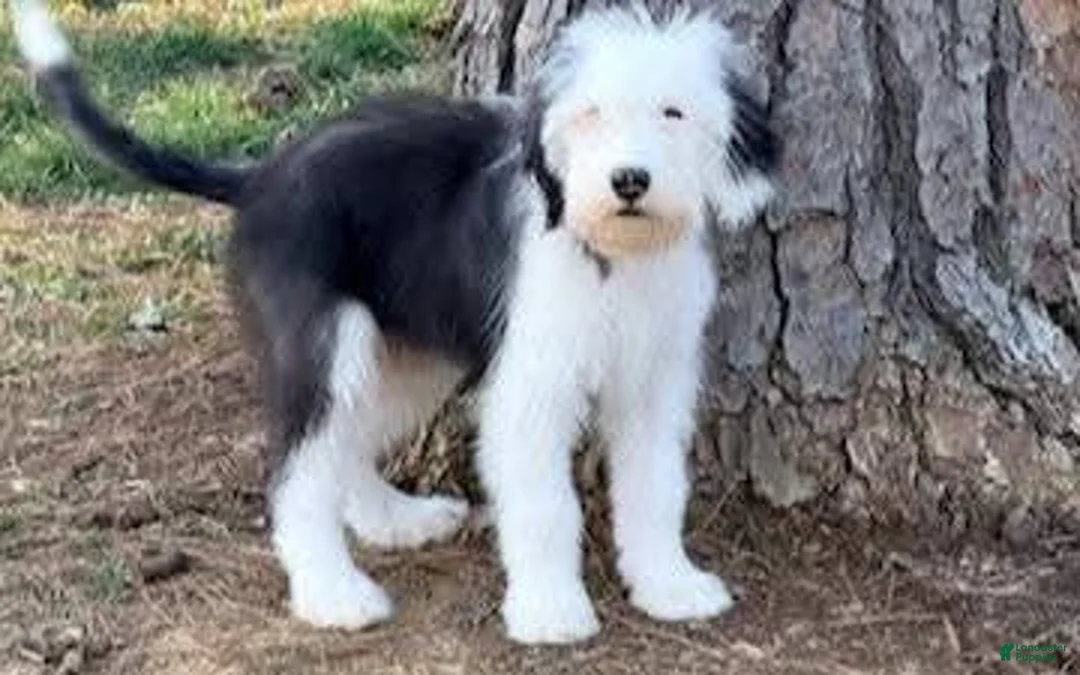 Old English Sheepdog dogs for sale: GUS  - Ad 2