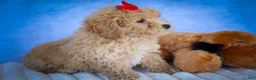 Bichpoo dogs for sale: Nixie🩷  - Ad 12