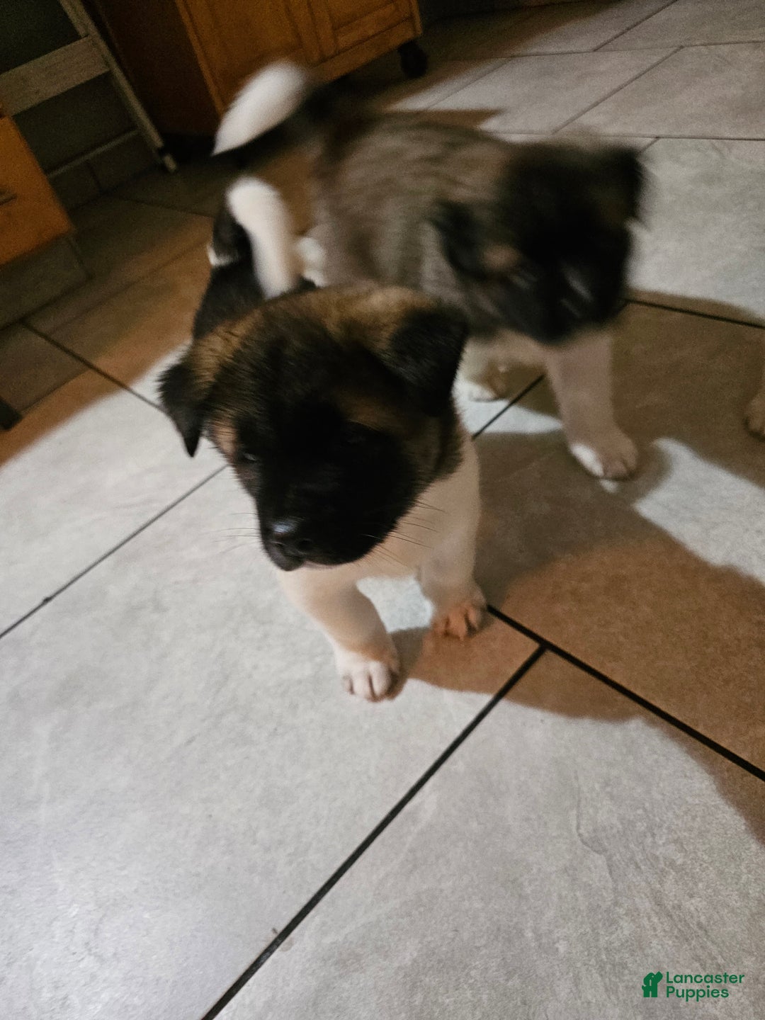 Akita dogs for sale: Troy - Ad 4