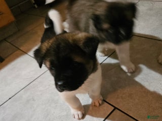 Akita dogs Troy - Ad 17