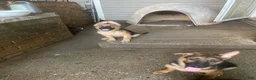 German Shepherd dogs for sale: Lulu - Ad 5