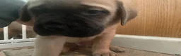 English Mastiff dogs for sale: English Mastiff 4 - Ad 2
