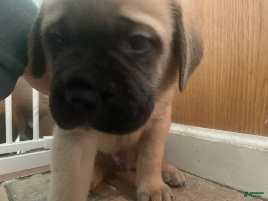 English Mastiff dogs for sale: English Mastiff 4 - Ad 2