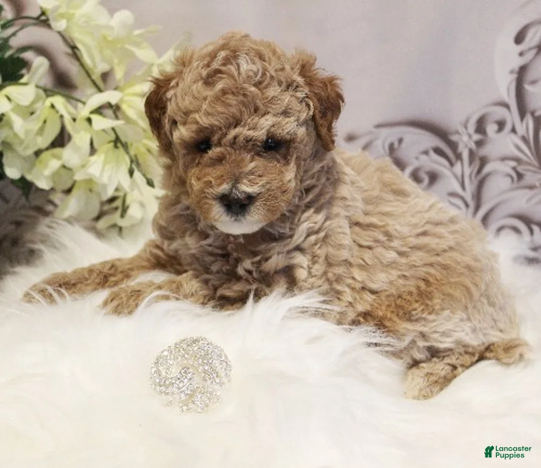 Toy Poodle dogs for sale: Diamond - Ad 1